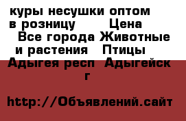 куры несушки.оптом 160 в розницу 200 › Цена ­ 200 - Все города Животные и растения » Птицы   . Адыгея респ.,Адыгейск г.